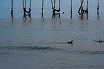 Die Meer Aussicht Von Der Jesolo Strand