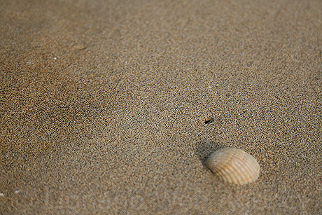 Sea shell on the beach at Jesolo photo