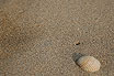 Sea Shell On The Beach At Jesolo